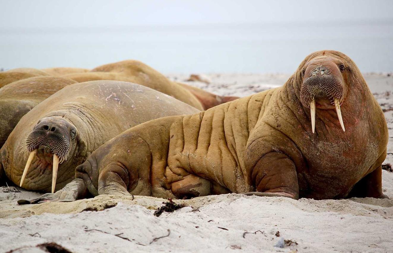 利用用户数据优化短信营销