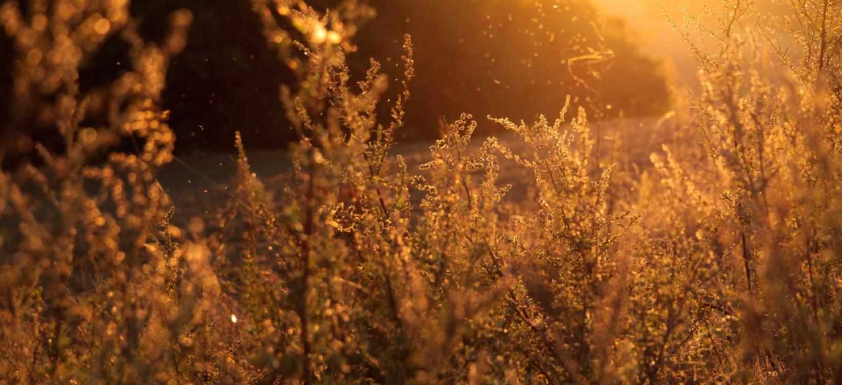 风暴电视猫app在哪详情下载教程