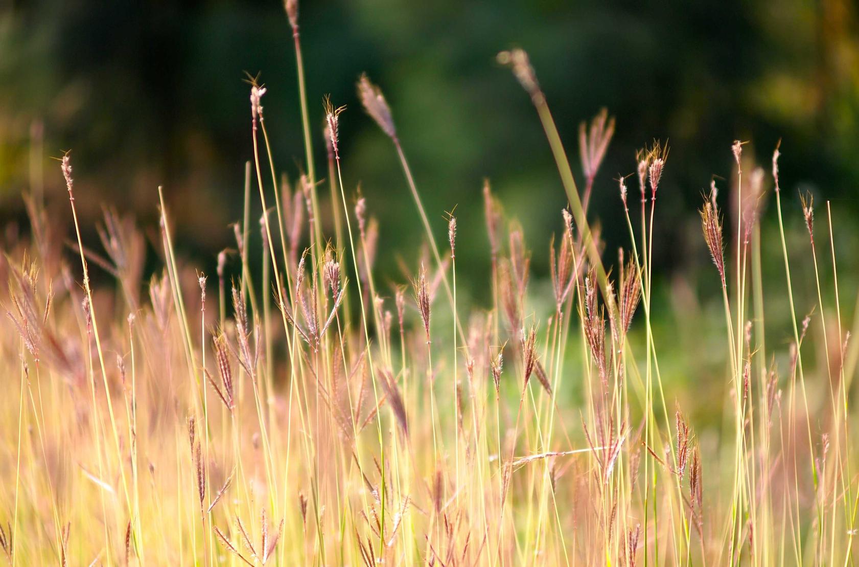 DDOS attack|邢台沙河代理注册公司