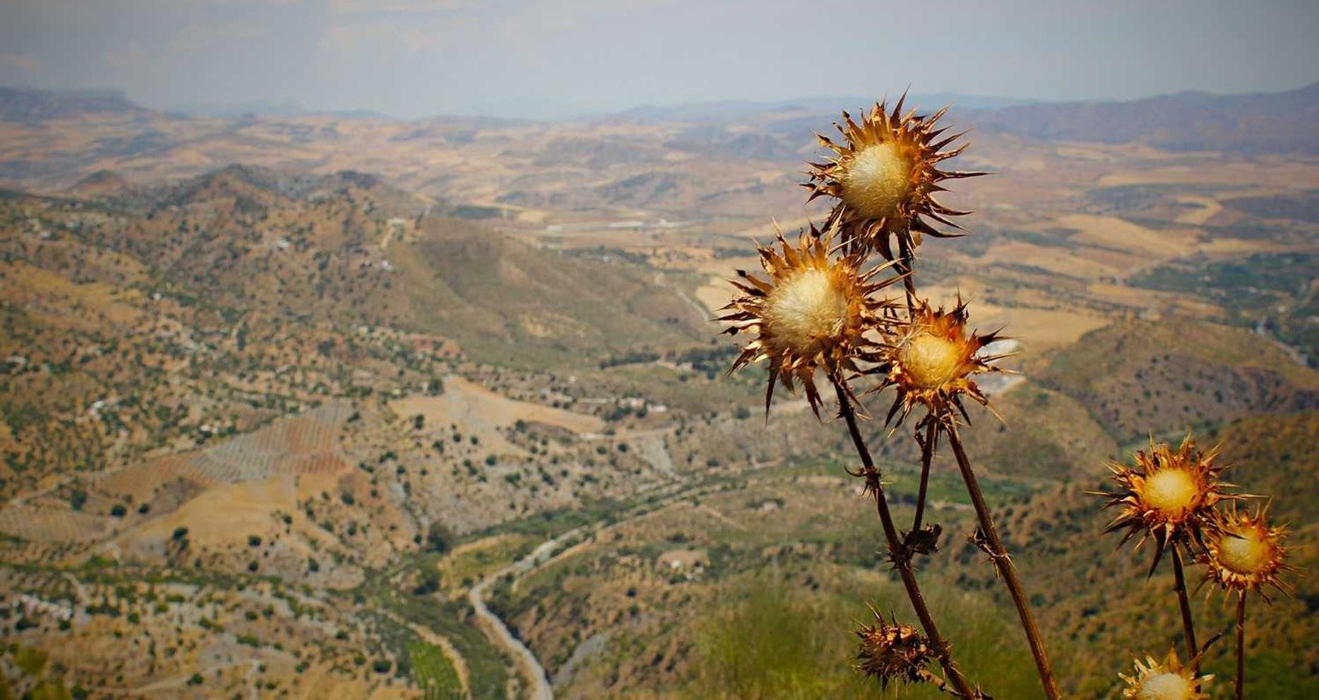 豆瓣实名账号：h1z1注册账号失败