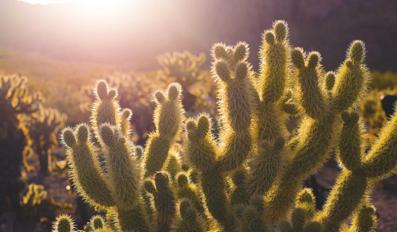 上古世纪（经典服）：和平诚信代理注册新公司